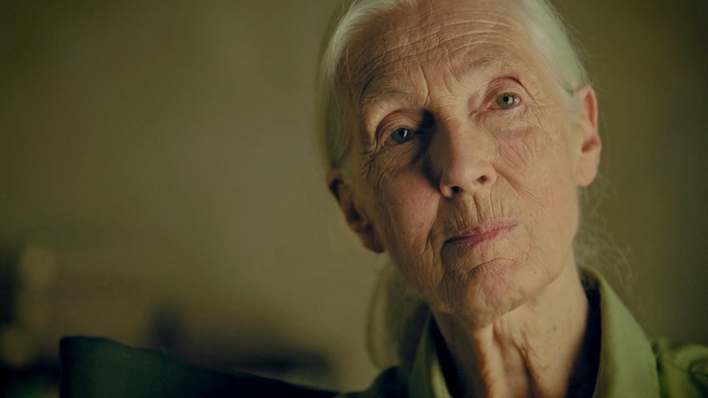 珍·古道尔（Jane Goodall，1934.4.3～2025.10.1）
