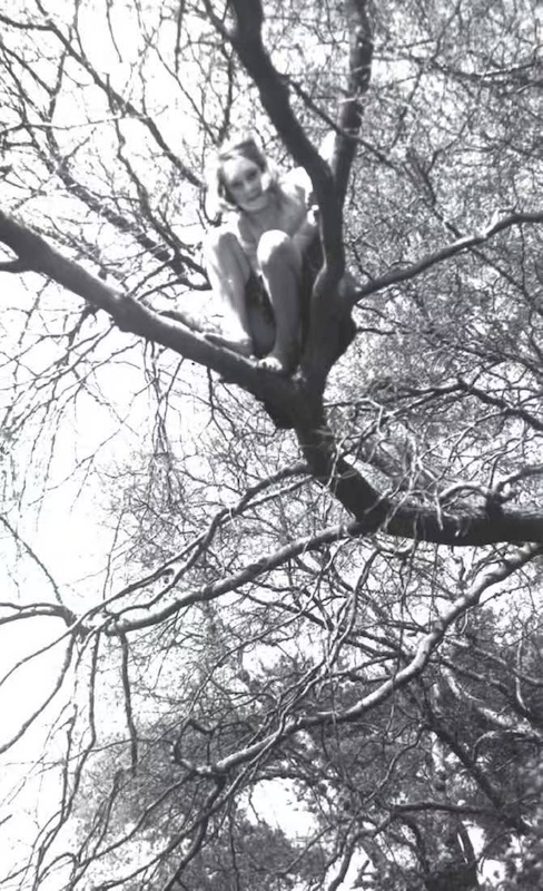 珍在山毛榉树上，它是珍儿时最亲密的伙伴之一（珍·古道尔研究会/古道尔家人提供）